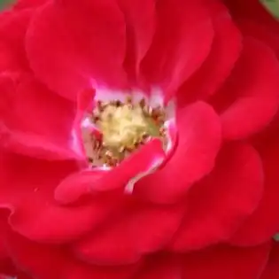 Comanda trandafiri online - Roșu - trandafiri miniatur - pitici - fără parfum - Rosa Mandy ® - W. Kordes & Sons - ,-